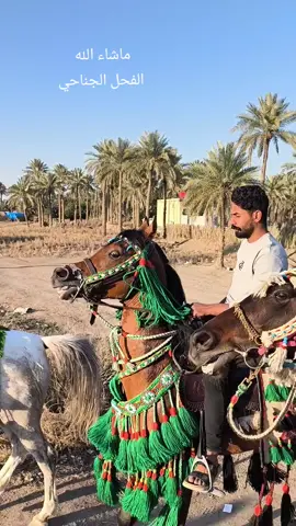 #خيل_وخياله🐎 #شعب_الصيني_ماله_حل😂😂 #خيل_عربي_اصيل 