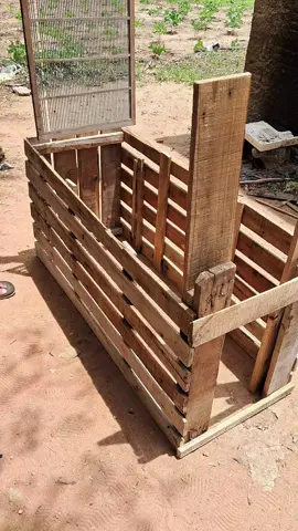 armadilha para pegar gato do mato #ceará #nordeste #SERTÃO 