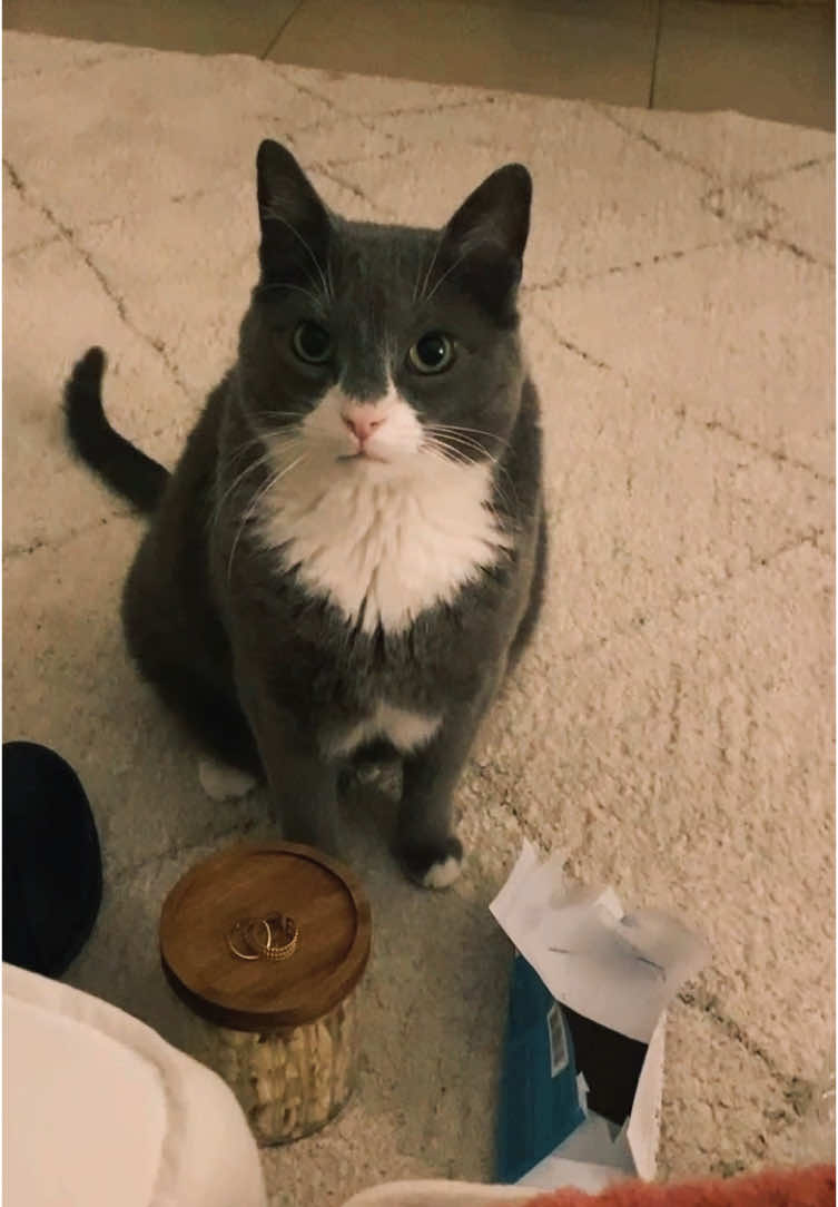 POV: l’oppression.  #elkitou #lopititchat #croquettespourchat 