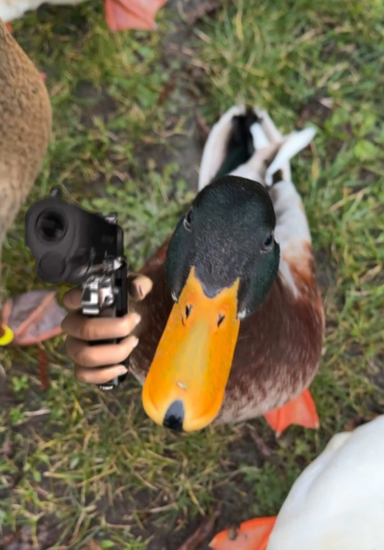 Duck edit🦆 #duck #eend #edit #aftereffects #adobeaftereffects