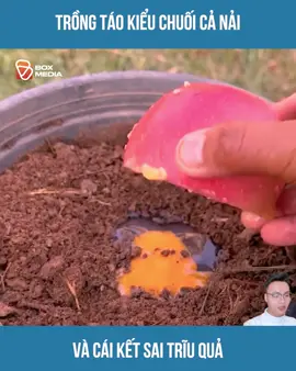 Trồng Táo Kiểu Chuối Cả Nải Và Cái Kết Sai Trĩu Quả #xuhuong #longvideo #longvideos #review #reviewphim #reviewphimhay #mereview #mereviewphim #phimngontinh #khophimngontinh #phimtrungquoc #daophimtrung #fyp #foryou