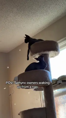 I thought I was dreaming I was doing karate #cat #sphynx #pet #hairlesscat 