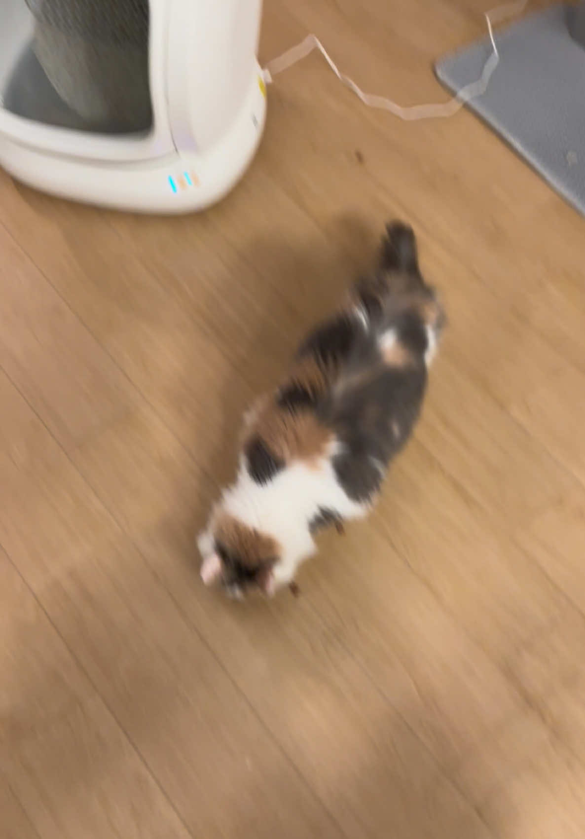 Best investment ever😌 #litterbox #litterboxhack #meowant #catsoftiktok #cat 