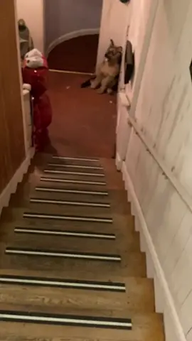 9:48p elmo is on my stairs walking up. my dogs start barking when elmo started moving.never felt more inclined to pop him. he freezes up right where i stood. ?? #balloon #elmo #haunted #poppingballoon 
