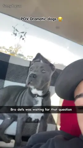 Dramatic dogs🐶🐶🤣🥰#dog#funny#funnyanimals#funnypets#animals #dogsofttiktok #pet #foryou #longervideos