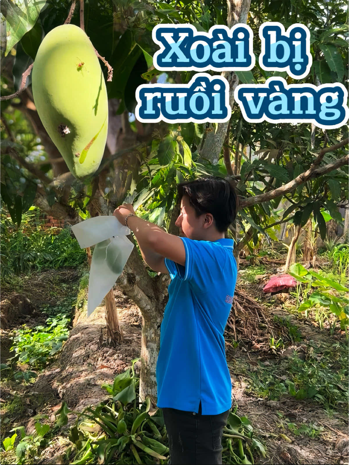 Mấy cây xoài nay bị ruồi vàng đụt trái quá trời ời#mientayquetoi #mientay #vuoncay #câynhalavuon #xoai 