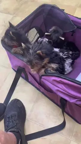 #fyp #tiktok #foryoupage #viralvideos #funnyvideos #duet #trending #Love #DogsofTikTok #FYP or #foryoupage #DogPhotography #Puppy #DogOfTheDay #DogLover #DogLife #This Corgi Loves Dancing With Snoopy #servicedog Dog Uses His Skills To Bust Into the Bathroom  #ForYou, #ForYouPage, and #fyp 
