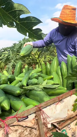 เก็บๆ🥳🥳🤑🤑🤑 #มะละกอ #มะละกอแขกนวล #บรรยากาศทำงาน #เกษตรกรรุ่นใหม่ #จบบัญชีมาทำเกษตร #ชีวิตที่เรียบง่าย #เกษตรวันหยุด 