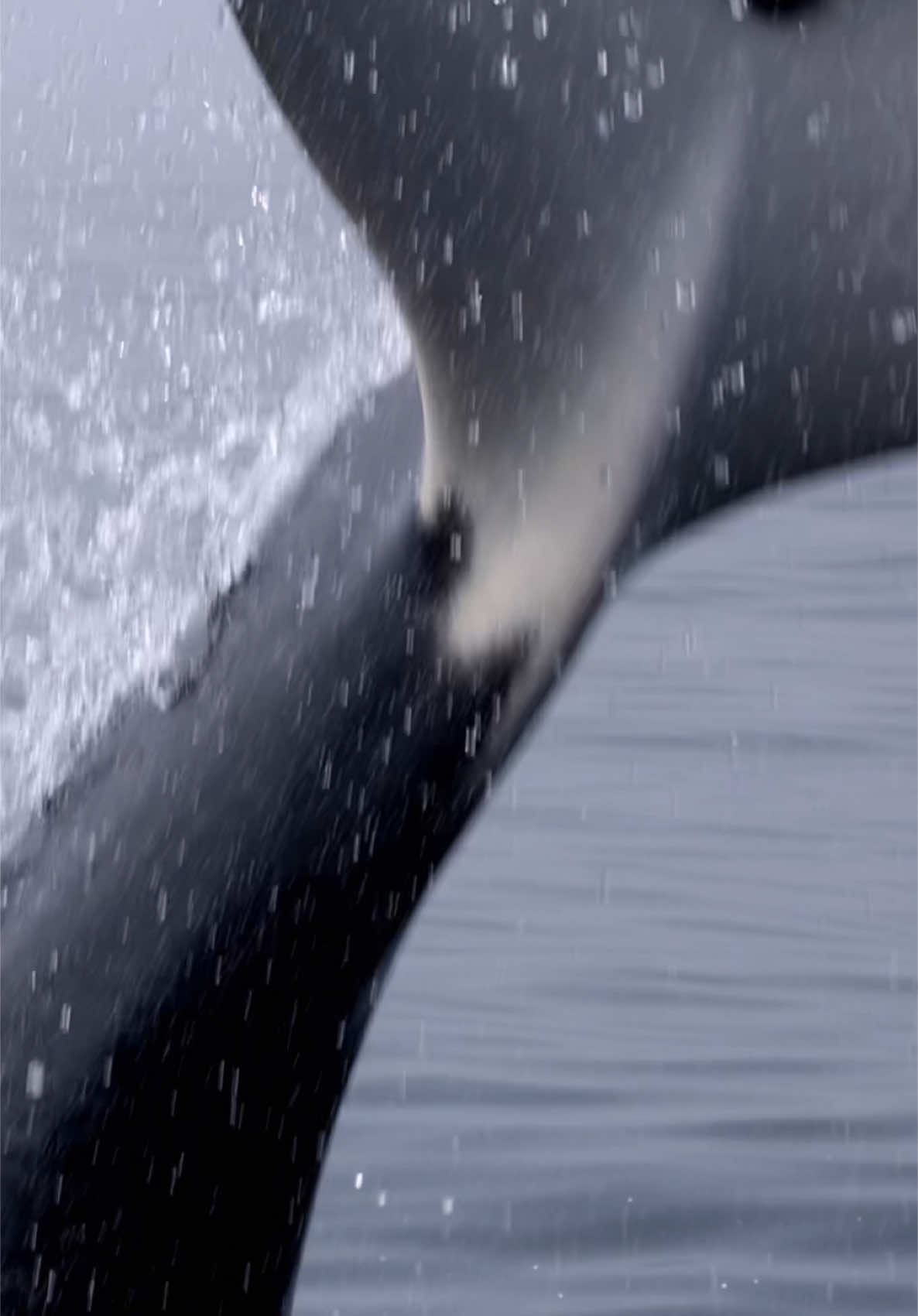 Orca attacking this Common Murre