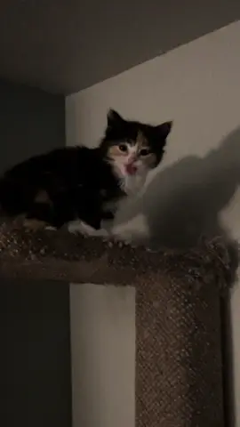 Wednesday got stuck I had only had her for a few days when i recorded this. She was just a baby. She climbed to the top of the pole and got stuck. Don't worry, i got her down. #kitten # kitten #cute #adorable