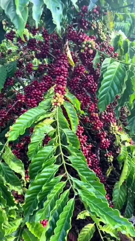 luar biasa ini kopi #pengikut #petanimelenial #sobattani #kopi #fyp #petanimodern #fypage #arabika #robinson #petanimuda #robusta 