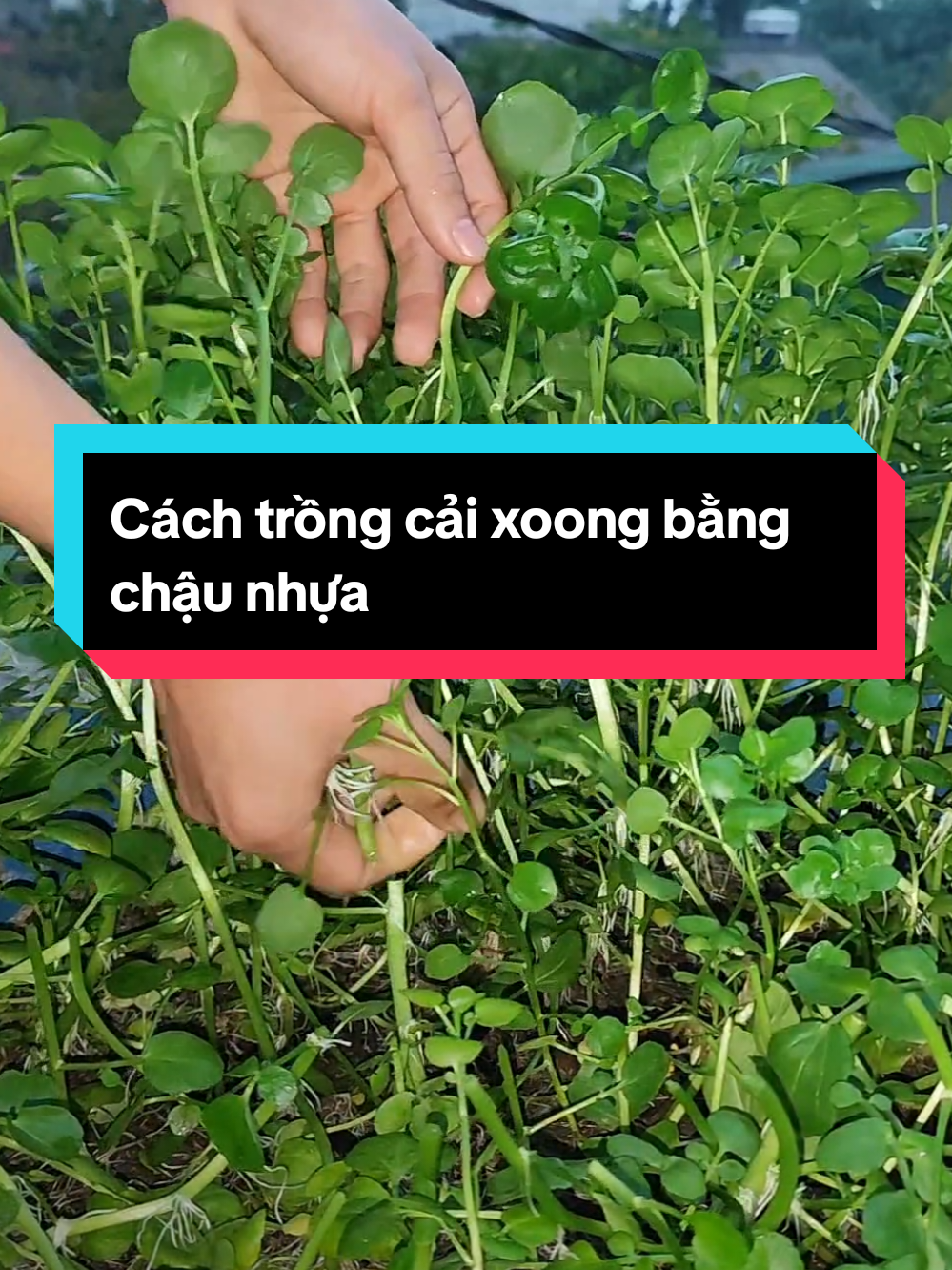 Trồng rau cải xoong bằng chậu nhựa, vừa nhàn mà lại hiệu quả. Trồng 1 lần được hái nhiều lần, cứ hái xong bón phân thì lại nhanh được hái lại lắm, hái cao chút thì sẽ nhanh được hái lại hơn là hái sâu.  Rau ưa nước trồng vẫn nhàn hơn rau bình thường nhiều, đặc biệt không lo bị úng nước, ít nấm bệnh hơn. Còn về sâu thì rau cải xoong cũng có các loại sâu như rau cải bình thường.  #thichtrongcayvahoa #trongcay #trongrau #gardening #garden #trongrausanthuong #raucaixoong 