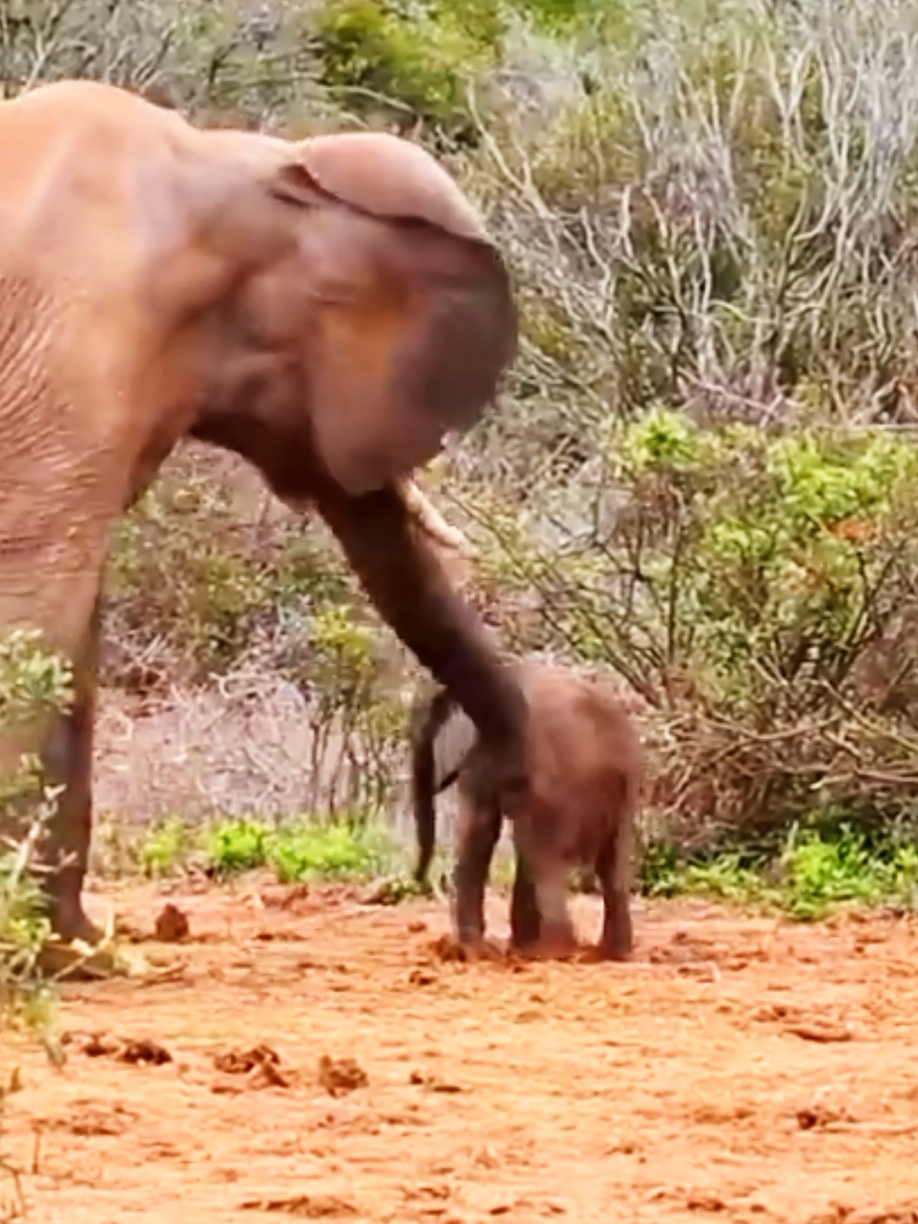 life with mother and baby elephant #elephant #animal #animals #wildanimals #animalsworld #wildlife #animallife #animalsoftiktok 