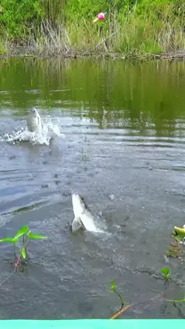 Pas ikan Lagi Lapar Bikin Kewalahan #mancing #mancingliar #fishing