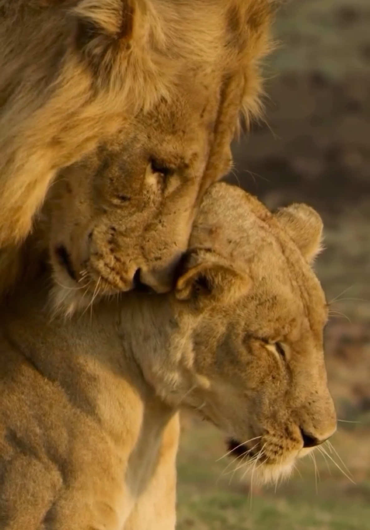 Lions and lionesses share a deep bond built on trust, affection, and teamwork. A male lion protects his pride while the lionesses hunt and nurture their young. They express love through nuzzles, head rubs, and gentle grooming. This strong connection helps them survive in the wild, reinforcing their social structure. Their love is not just emotional but also essential for their pride’s success. #lions 🎥 @dazmental [IG]