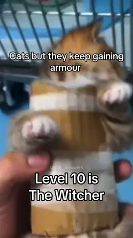 #catsoftiktok #cats #kittiesoftiktok #sillycats #kittycats #funnycats #fyp 