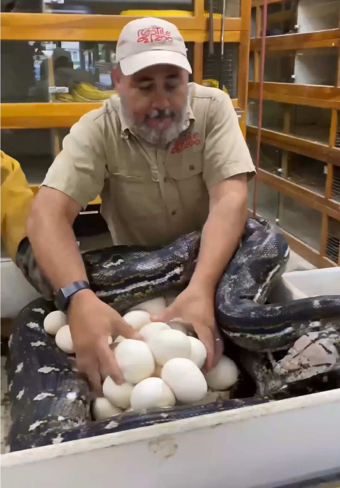 NO PANTS ON SNAKE DAY😳 This rookie was covered in layers of armor but the only thing he forgot was his pants😅 After today I am sure this rookie won’t ever forget his pants ever again😮 Being in front of a 17 foot angry python will definitely have you wanting all the protective gear you can get😂