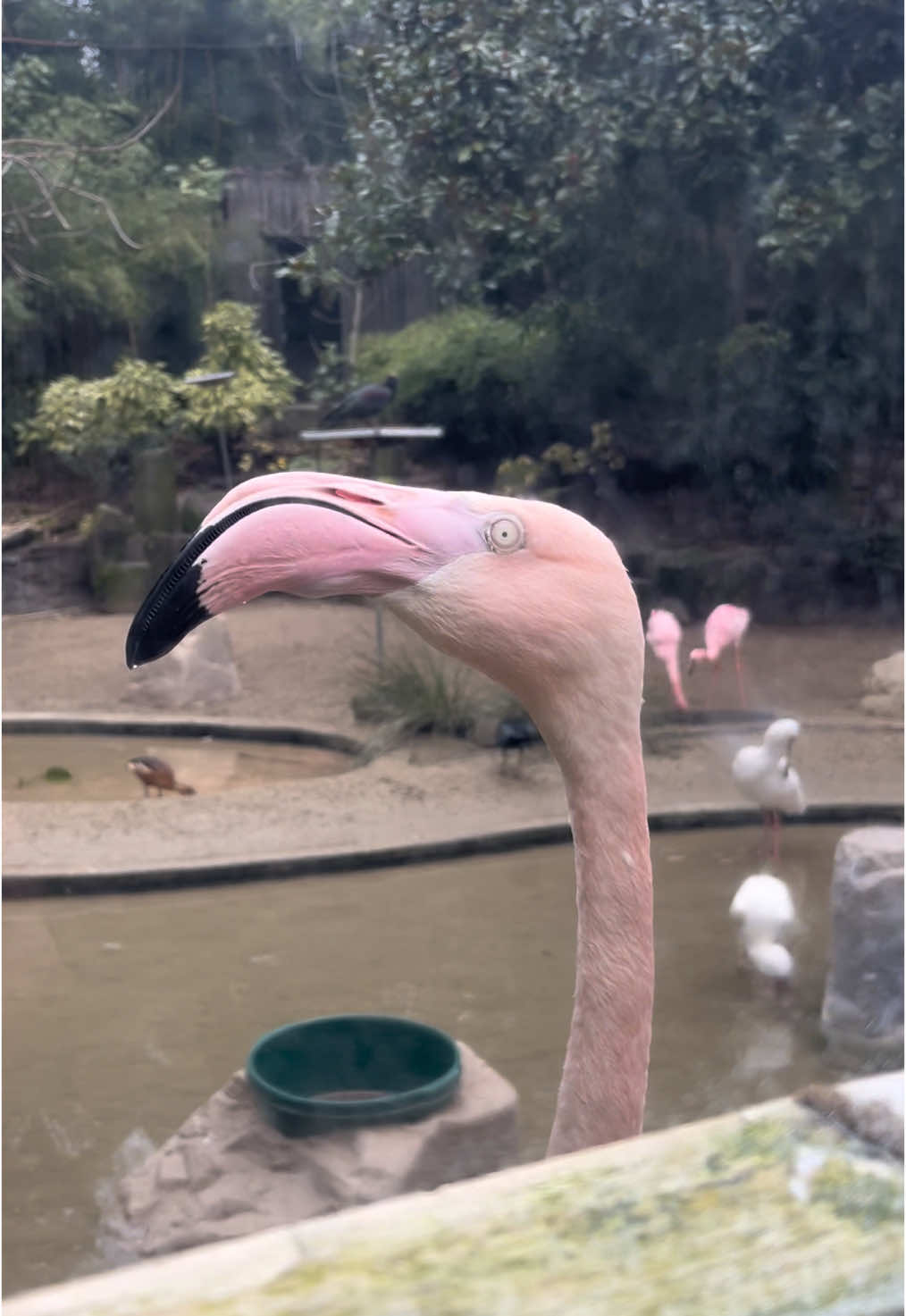 I made a friend at the @Oregon Zoo today #flamingo #oregon #oregonzoo #portland #portlandzoo 