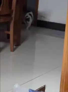 Cat funny walk style #cat #funnycat #fypシ #funnyvideo 