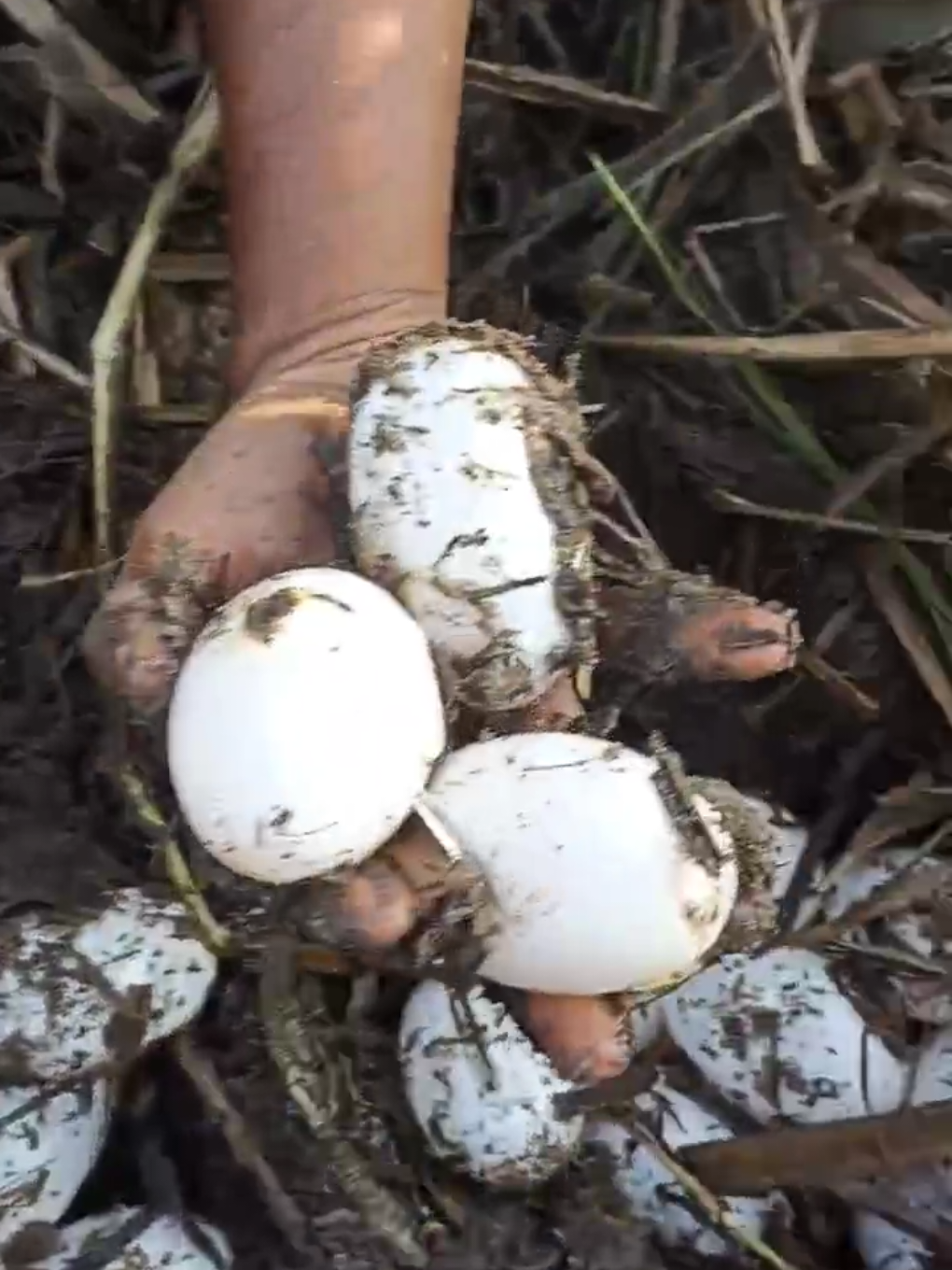 Collecting Crocodile Eggs🥚🐊 #tamanbuayatuaran #tuarancrocodilefarm #tamanbuaya #tuaransabah #crocodileegg #kotakinabalu #buayabesar #fyppppppppppppppppppppppp #fypage #fypシ゚ #saltwatercrocodile #crocodylusporosus 