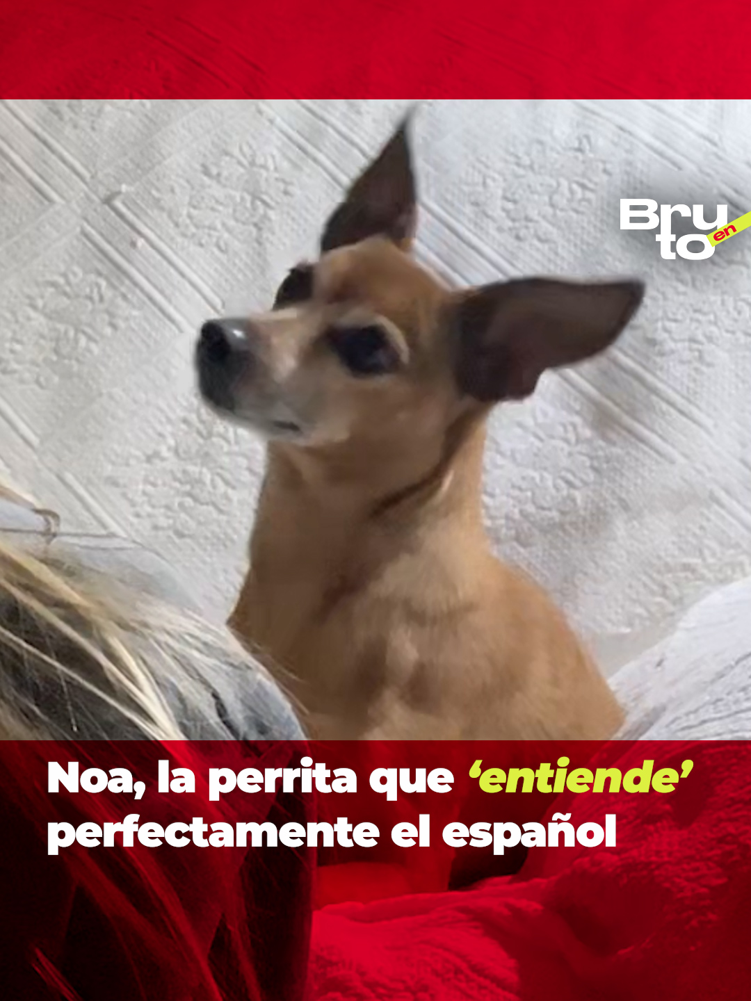 Esta perrita escucha tan atentamente a su dueña que hasta parece que entiende el español. La joven compartió un video donde finge llamar a su madre y contarle que su mascota, Noa, tendrá que ir al veterinario porque se ha portado mal. Tras pronunciar estas palabras, la perrita empieza a llorar. El video ha conmovido por su ternura a decenas de usuarios que compartieron su sorpresa ante la reacción de Noa. #perra #perrita #español #mascota #veterinario #llorar #sorpresa #viral #redessociales #reacción #noa
