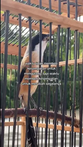 reality #fyp #cendetgacorr #cendet #kicaumaniaindonesia #storykicaumania 