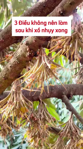 3 điều ko nên làm sau khi xổ nhụy xong#Saurieng #Durian #Phanbonla #Phanbongoc #Chongrung #Xonhuy