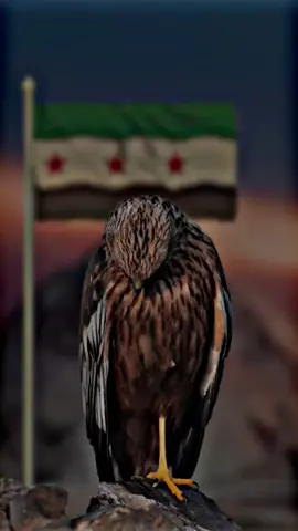 خلفيات لِ علم سوريا ❤️