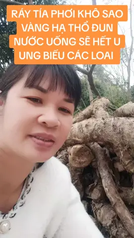cu ray phơi khô sao vàng hạ thổ đun nước uống sẽ hết u ung các loại  #tiepthilienket  #củ ráy  #bot chuối xanh  #NguyenMai 