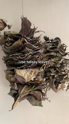 the holy grail 🍂 #bettafish #betta #bettatok #betta_lover #fishkeeping101 #fishkeepingtips #talisayleaves #talisay #bettatank #bettas #bettafish_philippines #bettafish_ph #fyp #foryoupage #fishtok #fishkeeping #makeitviral #parati