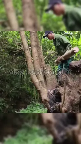 New house on a big tree - part 1 #bushcraft #build #camp #camping #survival #shelter #Outdoors #outdoor #viralvideo #fyp #construction #wildlife #shorts