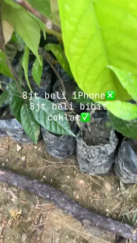 Modal Pajero siyap di tanam🤣🤣fyp petani muda Indonesia🇮🇩🇮🇩