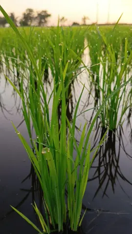 😌💚 #oripadi🌾 #kampungku #anakpetani #puasa #ramadan2025 
