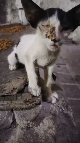 We named her OLIVIA, rescued in a hopeless case, severe Respiratory infection, eye infection, diaphragmatic hernia, had a fragile surgery #survivor #cat #cats #catsoftiktok #straycat #rescuecat #uae #dubai #dxb #fypシ゚ #viralvideo #adopted #uk #london 