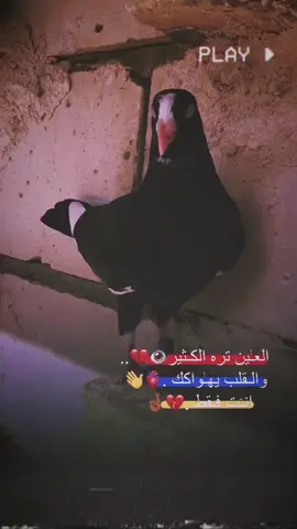 حـط لايـكك ولـك 😅👋. جنايه_حمام ستوريات 