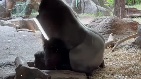 A good gorilla couple❤️空気の読める子ゴリラに脱帽！ #silverbackgorillagang💪🏾🦍💯 #silverbackgorilla #gorila