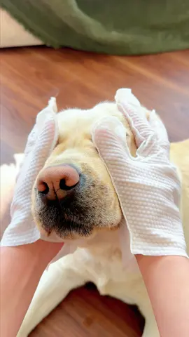 The Secret to a Fresh-Smelling Pet Without the Tub#pet #dog #tiktokshop #catpick #dogcleaning 