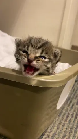 Throwback from working at the ER Vet hospital & this little man was dropped off to me. This is what I mean when I say tiny but mighty. Little man’s got some demands already. #kitten #kittensoftiktok #catsoftiktok #cat #fosteringsaveslives #catrescue #kittens #cats #Love #cute #cattok #catmom #catlife