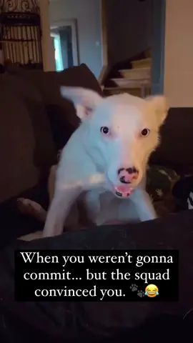 Peer pressure 1, Dog 0.  #peerpressure #teamplayer #funnydogvideo #fypシ #foryou #fypage 