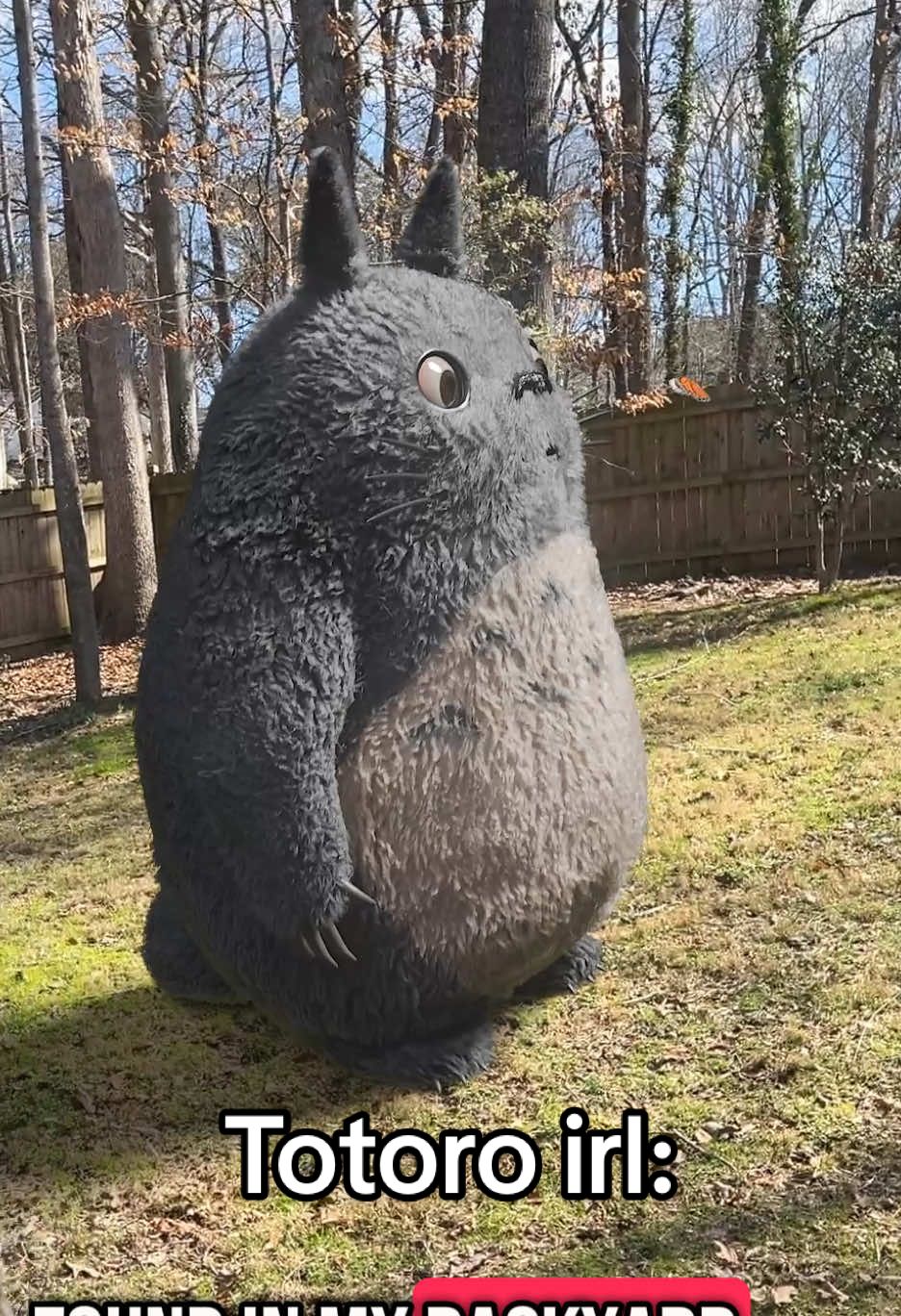 Totoro irl 🥹 he’s so cute #cute #wildlife #totoro #myneighbortotoro #studioghibli #anime #fyp #vfx