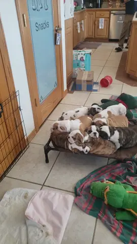 ##fyp #foryoupageofficiall #akc #showdog #englishbulldog #puppy #forsale #naps #cute 