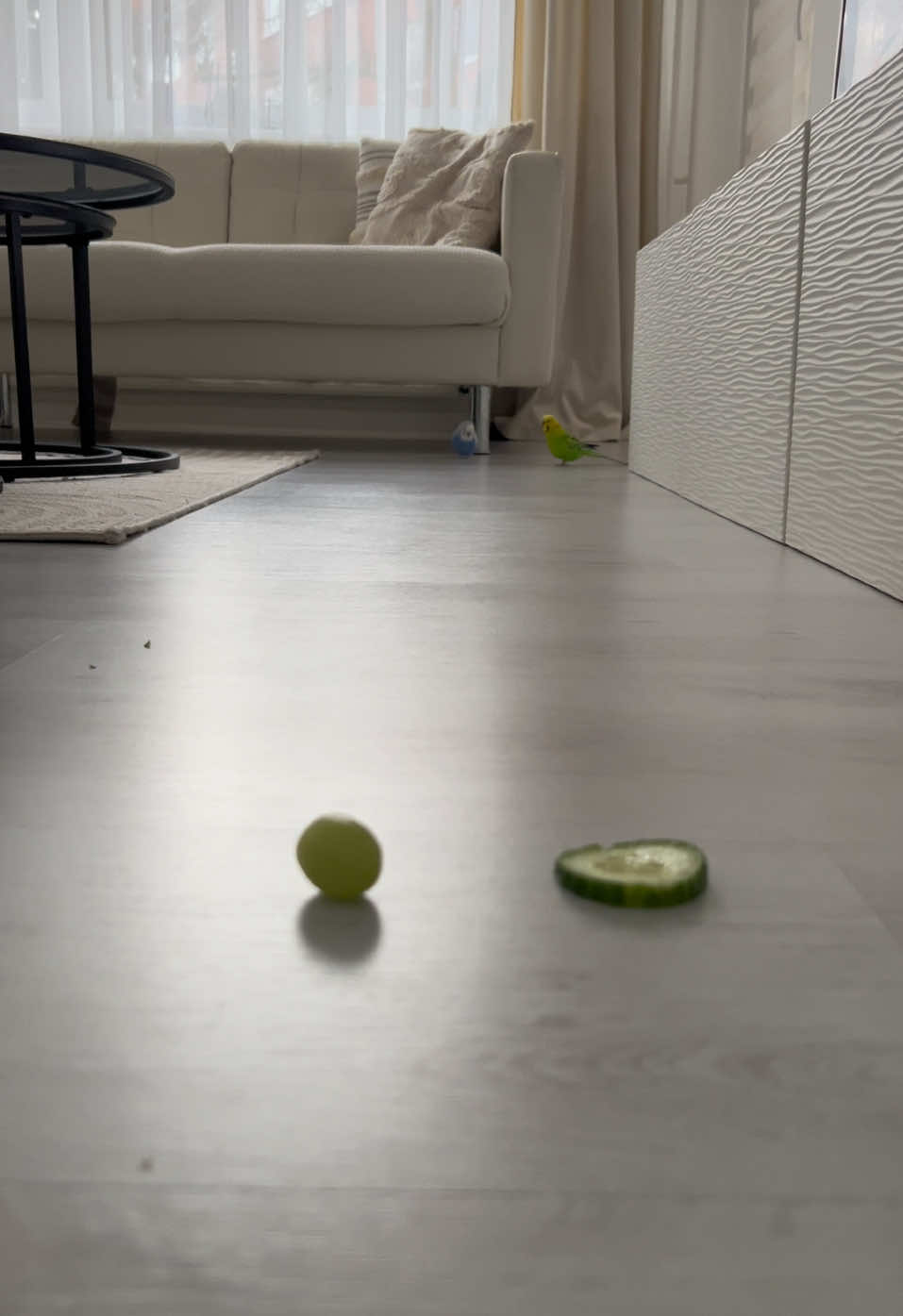 🍇or🥒 🦜 #wellensittich #fyp #foryoupagе #birdsoftiktok #foryou #budgies #cockatielsoftiktok #wellensittiche #budgie #birdslove #gecko&chico 