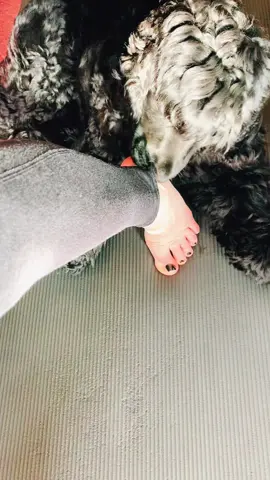 Mums trying to exercise so I like to lie down on the mat and lick her foot for moral support 👣 #moralsupport #dog #belfast #northernireland 