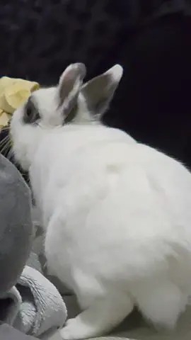 can you tell she loves banana...#hototbunny #dwarfbunny #uktiktok #cuteanimals #minions #bellydancetiktok 