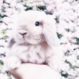 Cute bunny edit♡