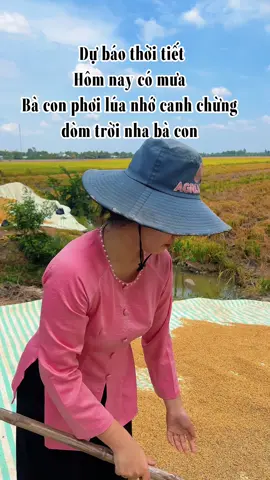 Dự báo thời tiết hôm nay có mưa#chiase #nongnghiep #agrijapan #lua #caylua #tuyetanhagrijapan 