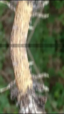 Jamur akar putih dapat menyerang tanaman cabai dan menyebabkan terhambatnya pergerakan akar. Penyebab Jamur akar putih dapat disebabkan oleh patogen yang ditularkan melalui tanah  Intensitas serangan jamur akar putih dapat dipengaruhi oleh porositas tanah  Gejala Akar tanaman terhambat. Cara pengendalian  Pengolahan tanah dengan menambahkan bahan organik seperti seresah, ranting, atau pupuk organik Menggunakan fungisida sesuai anjuran Menggunakan agen antagonis Trichoderma spp dan Gliocladium spp Penyakit jamur lainnya yang menyerang tanaman Penyakit bercak daun, disebabkan oleh cendawan Cercospora capsici Embun tepung, menyerang daun pada tanaman cabai Layu Fusarium, disebabkan oleh patogen Fusarium oxysporum Busuk akar, disebabkan oleh Phytophthora capsici Hawar Phytophthora, menyerang akar, daun, atau buah Layu Verticillium, disebabkan oleh jamur yang berasal dari tanah Fungisida yang dapat digunakan untuk mengendalikan jamur Antracol 70 WP, Amistartop 325EC, Tricoderma Harzianum. #fyp #viral #tiktokviral #daunviral #manadoviral #pemula #nilamaceh #fyptiktok #nilam #manado