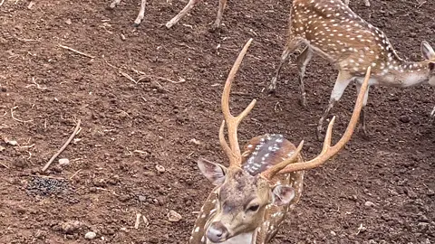rusa tutul di  Kebun binatang ragunan jakarta #kebunbinatang 