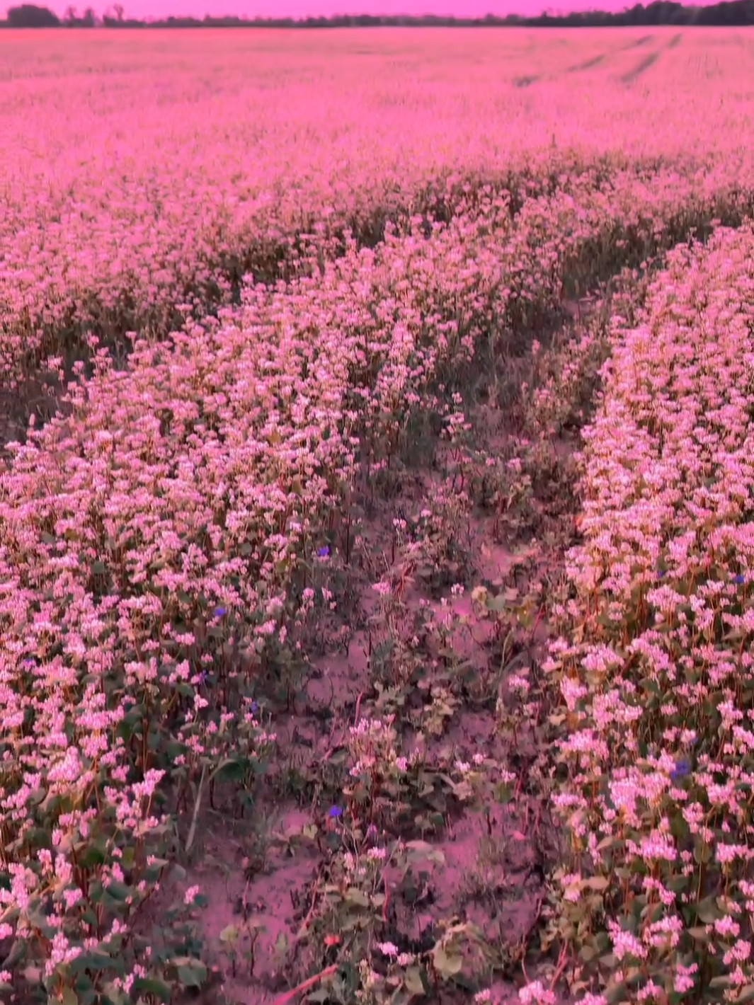 paisajes hermosos China🇨🇳 #China #nature #cinematic #paisajes #capcut_edit #viral_video #paratí #fyp #foryoupagе #edits 