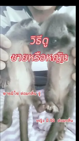 วิธีแยกดูเพศของอีเห็น #หลังม่อนฟาร์ม #สัตว์เลี้ยงน่ารัก #อีเห็นข้างลาย #exzoticpet 